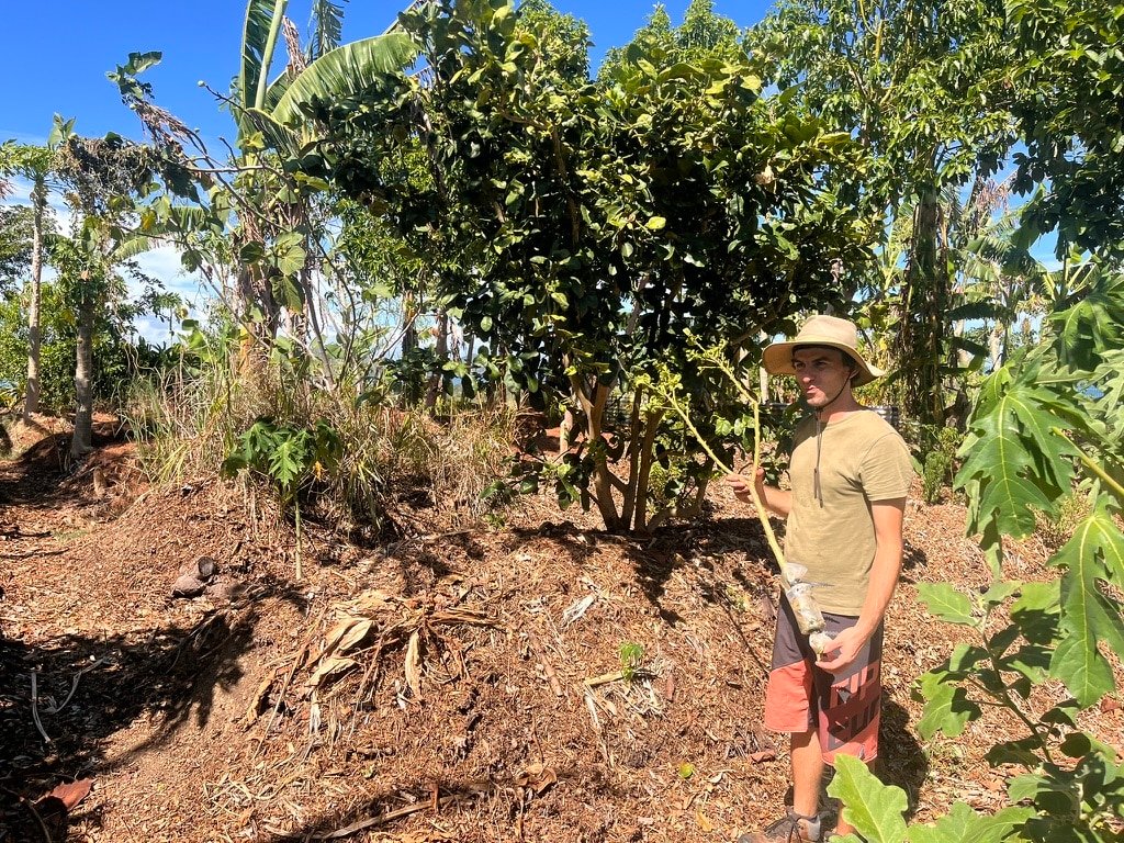 marcottage arbre Botabox