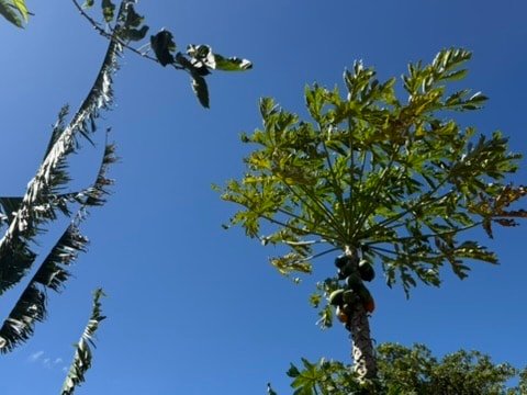 marcottage arbre Botabox