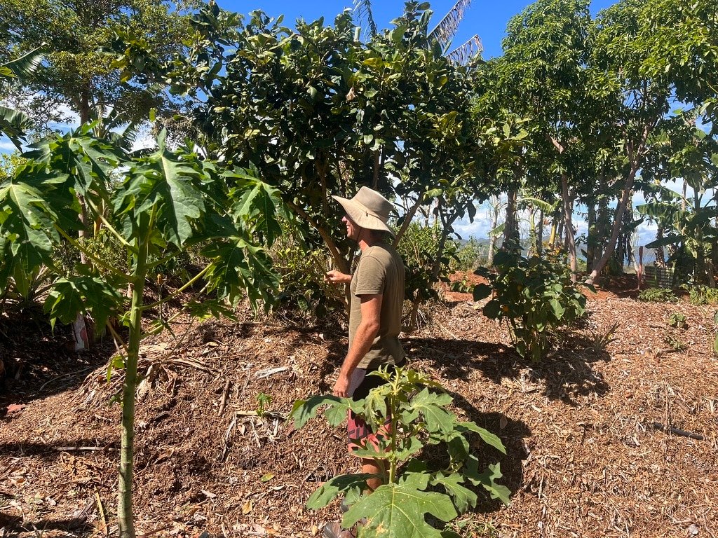 marcottage arbre Botabox