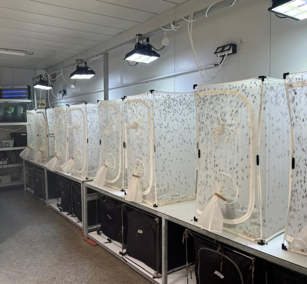 NEOFLY bioconversion insectes Nouvelle-Calédonie